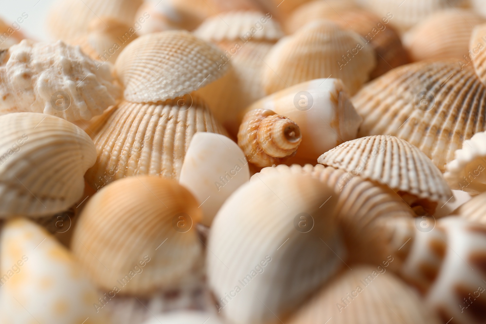 Photo of Many beautiful seashells as background, closeup view