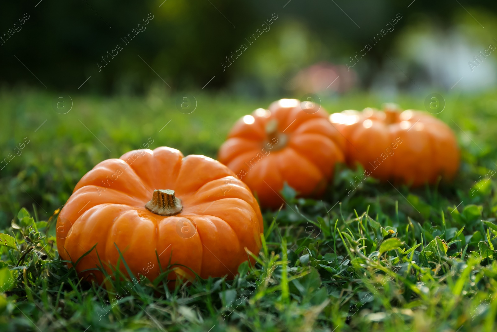 Photo of Fresh ripe orange pumpkins on green grass, space copy text