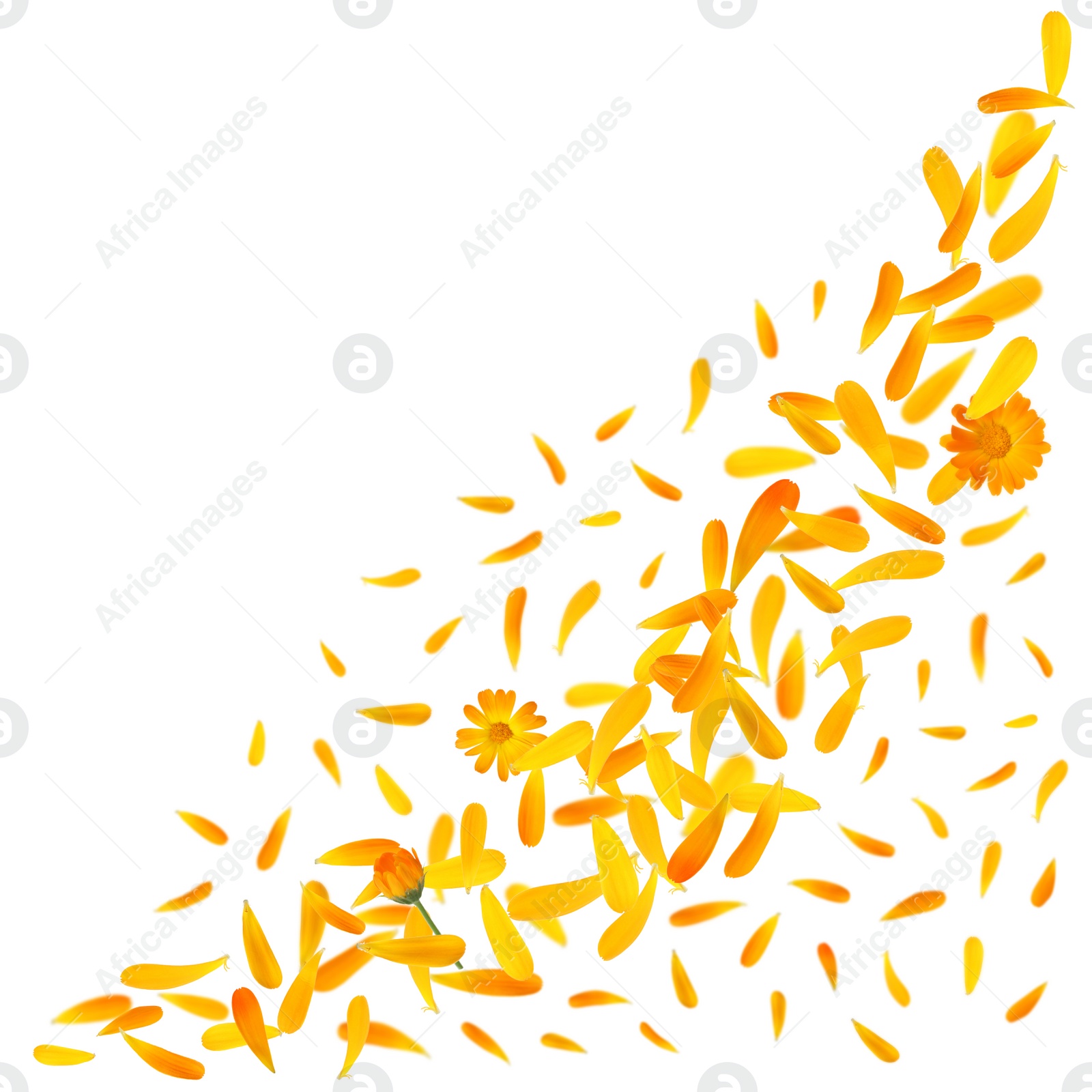 Image of Beautiful calendula flowers and petals falling on white background