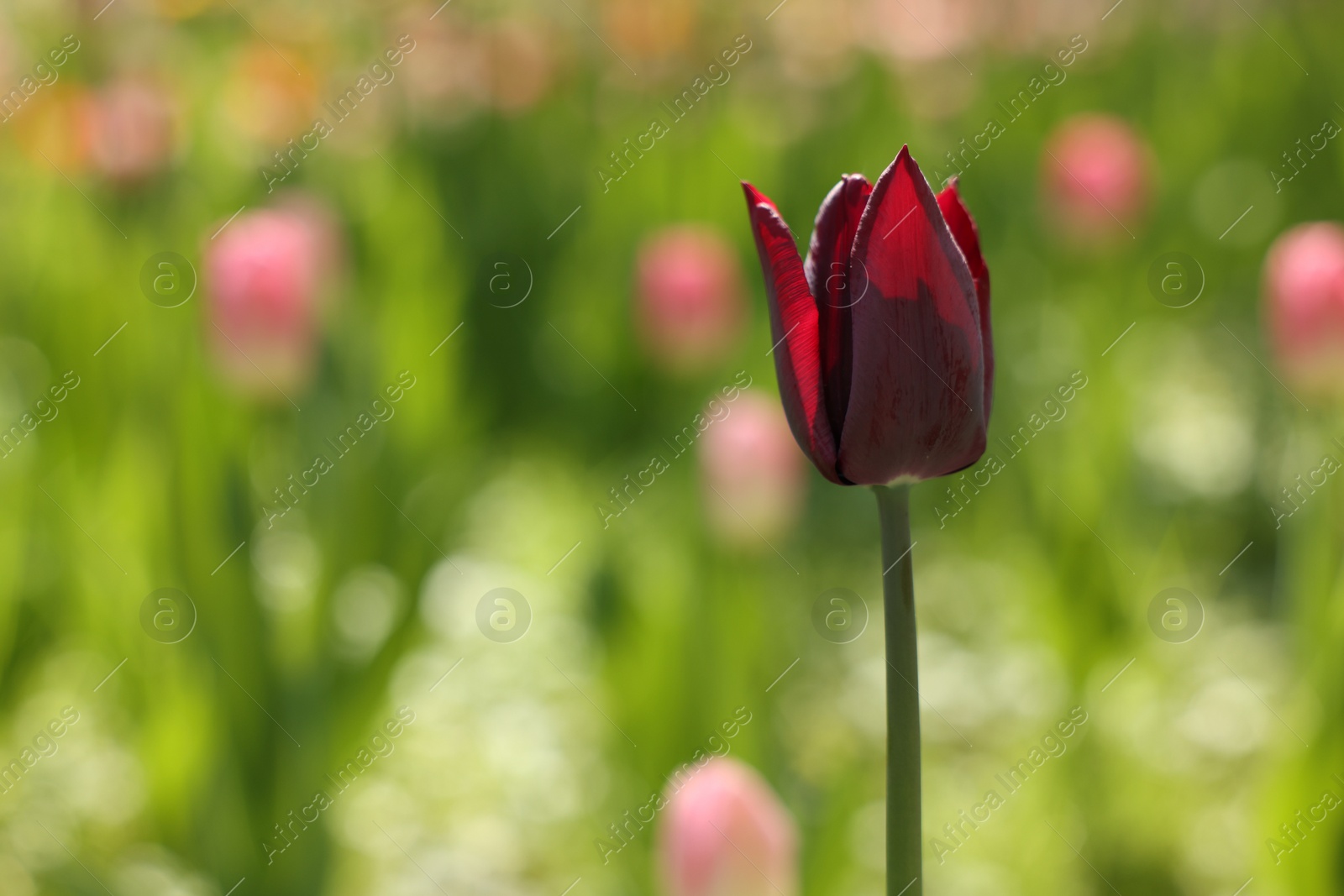 Photo of Beautiful dark red tulip growing outdoors on sunny day, closeup. Space for text