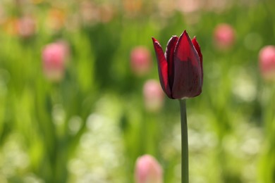 Photo of Beautiful dark red tulip growing outdoors on sunny day, closeup. Space for text