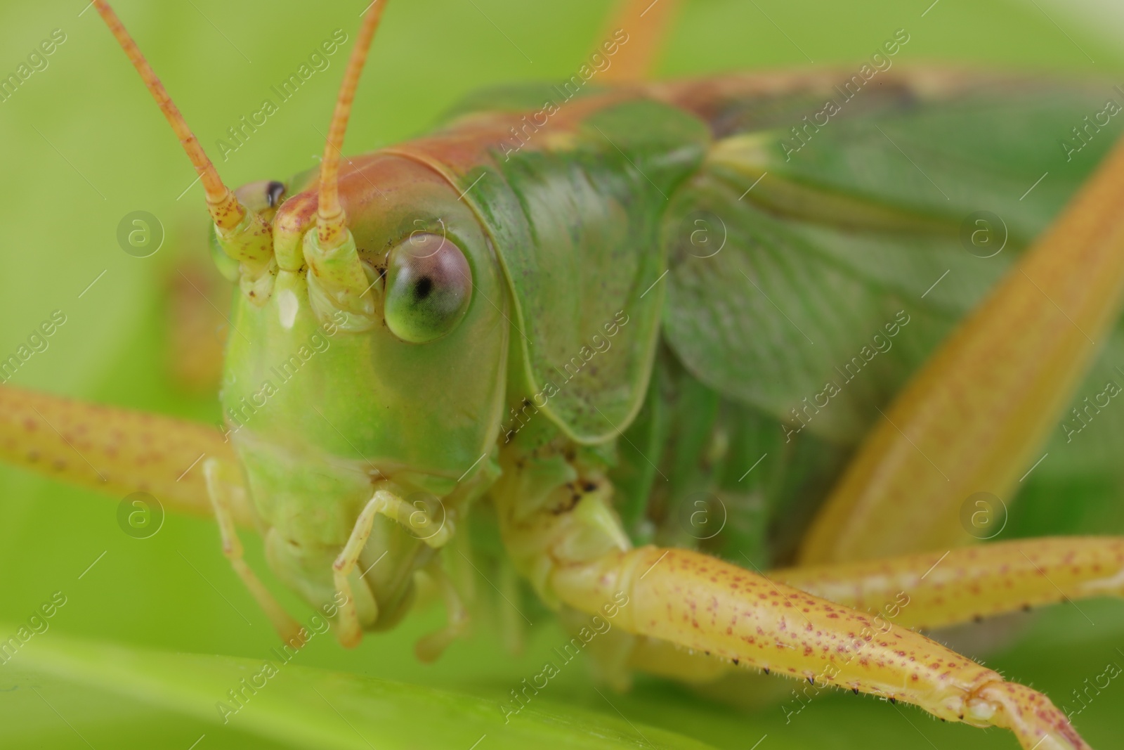 Photo of Small green grasshopper. Macro photography of insect