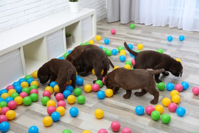 Chocolate Labrador Retriever puppies playing with colorful balls indoors