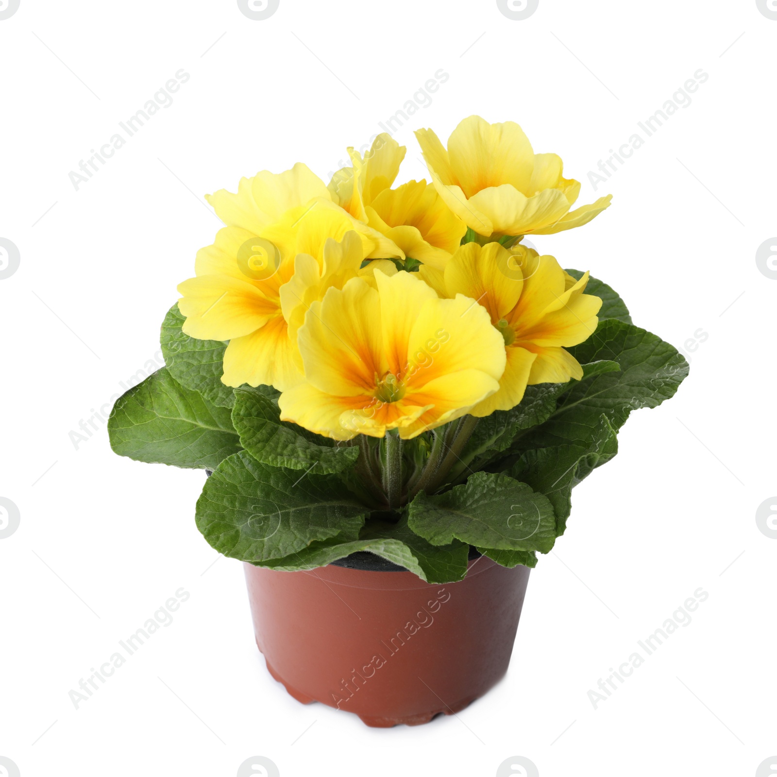 Photo of Beautiful primula (primrose) plant with yellow flowers isolated on white. Spring blossom