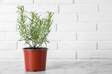 Photo of Beautiful green potted rosemary on white marble table near brick wall, space for text