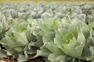 Photo of Green cabbage bushes in field. Harvesting time