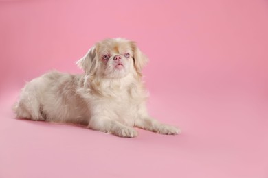 Photo of Cute Pekingese dog on pink background. Space for text