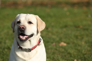 Photo of Yellow Labrador outdoors on sunny day. Space for text