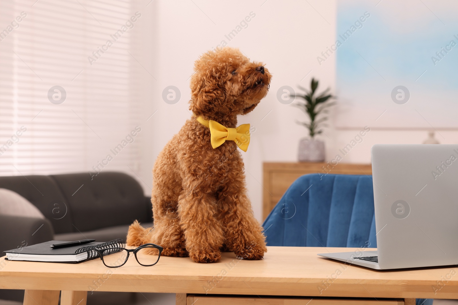 Photo of Cute Maltipoo dog wearing yellow bow tie on desk near laptop in room. Lovely pet