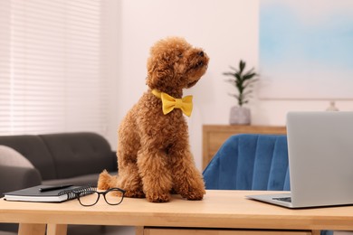 Photo of Cute Maltipoo dog wearing yellow bow tie on desk near laptop in room. Lovely pet