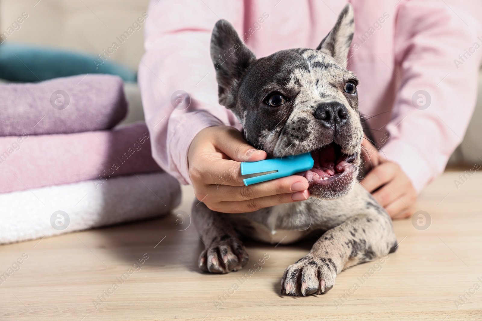 Photo of Woman brushing dog's teeth at table indoors, closeup