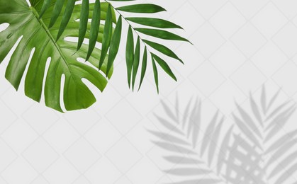 Image of Tropical leaves and shadows on white background