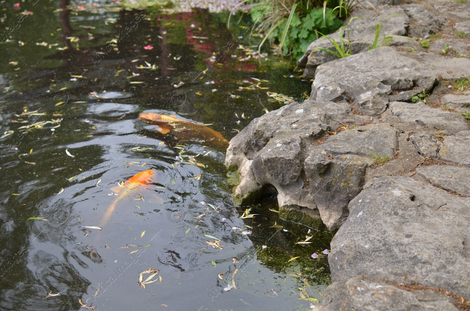 Photo of Beautiful koi carps swimming in pond outdoors