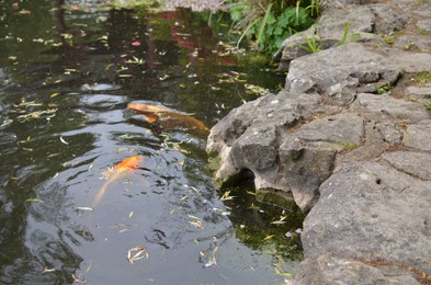 Photo of Beautiful koi carps swimming in pond outdoors