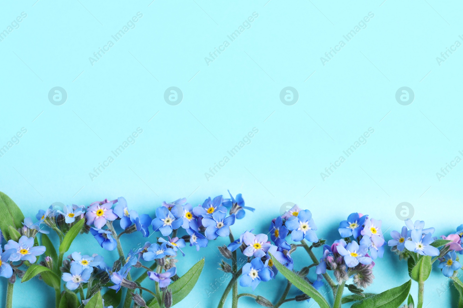 Photo of Beautiful forget-me-not flowers and space for text on color background, flat lay