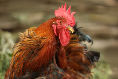 Photo of Beautiful red rooster in zoo, closeup. Domestic bird