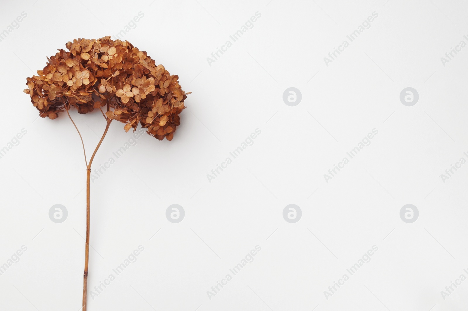 Photo of Dried branch of blooming hortensia on beige background, top view. Space for text