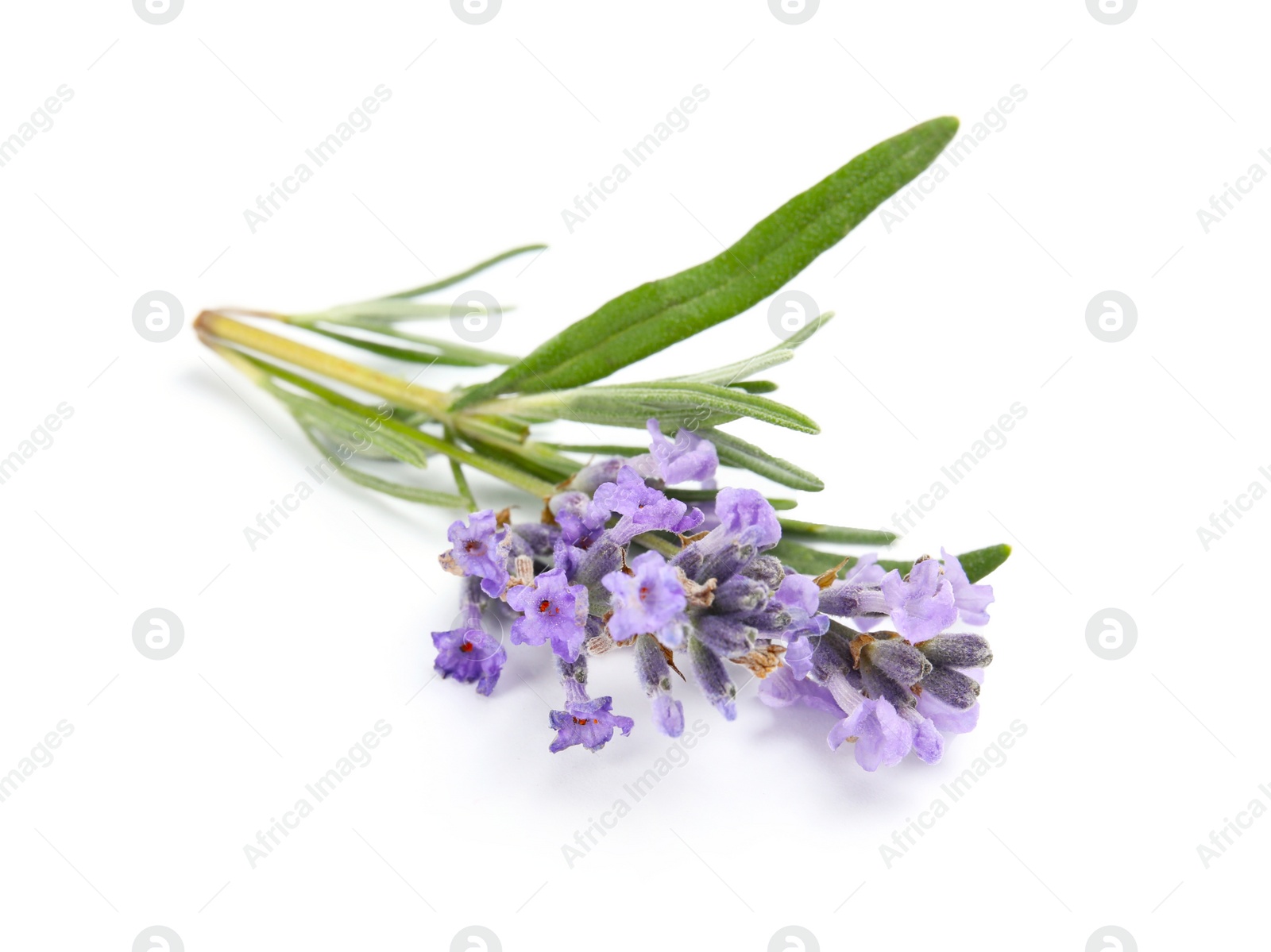 Photo of Beautiful blooming lavender flower on white background