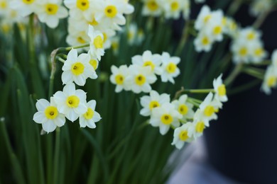 Photo of Many beautiful narcissus flowers growing outdoors, closeup. Spring season