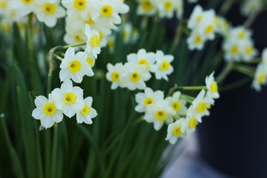 Many beautiful narcissus flowers growing outdoors, closeup. Spring season