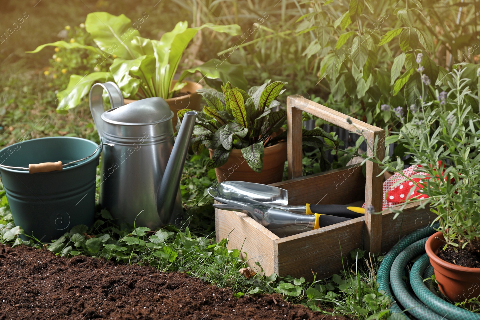 Photo of Beautiful plants and gardening tools on soil at backyard