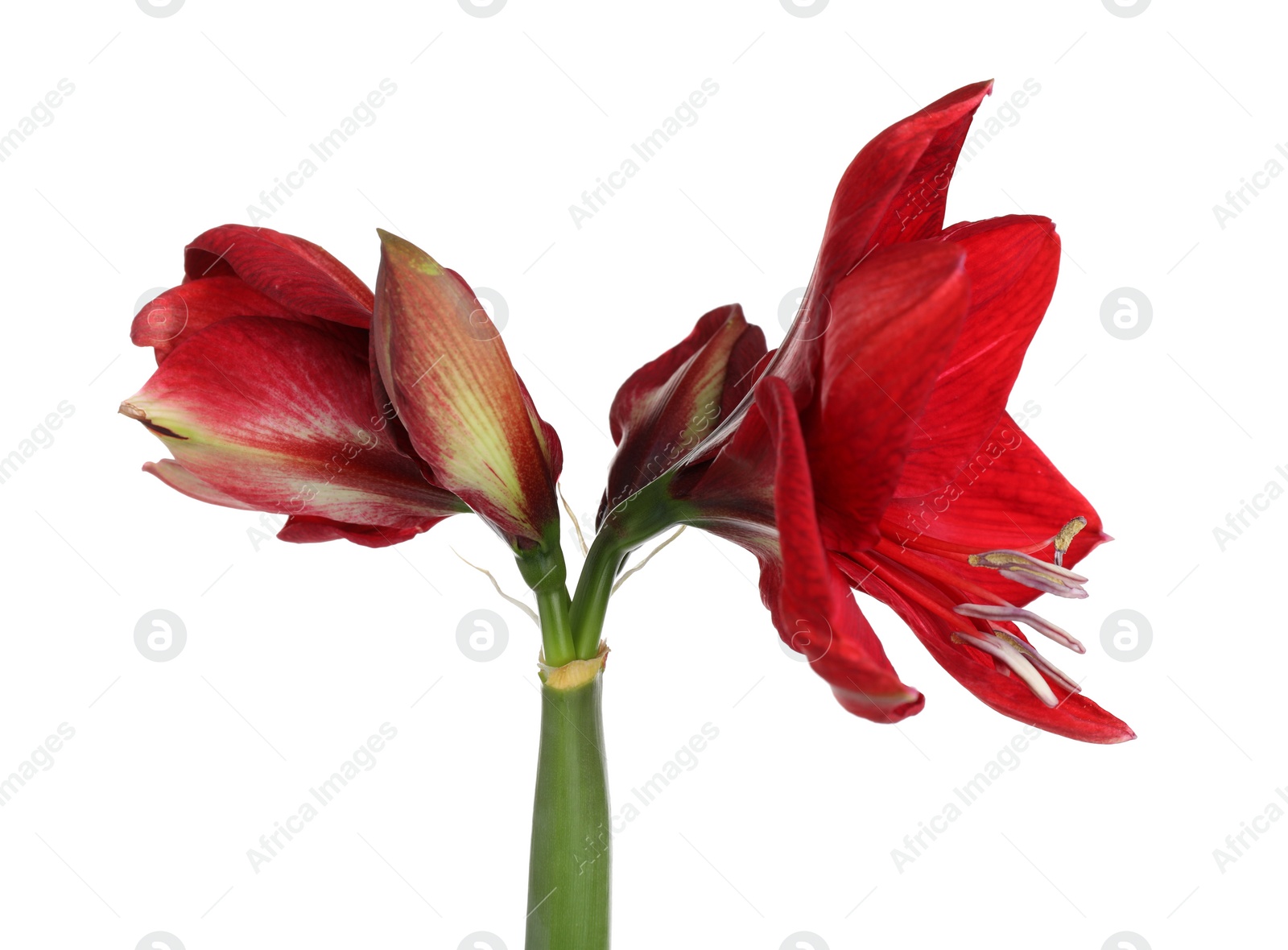 Photo of Beautiful red amaryllis flower isolated on white