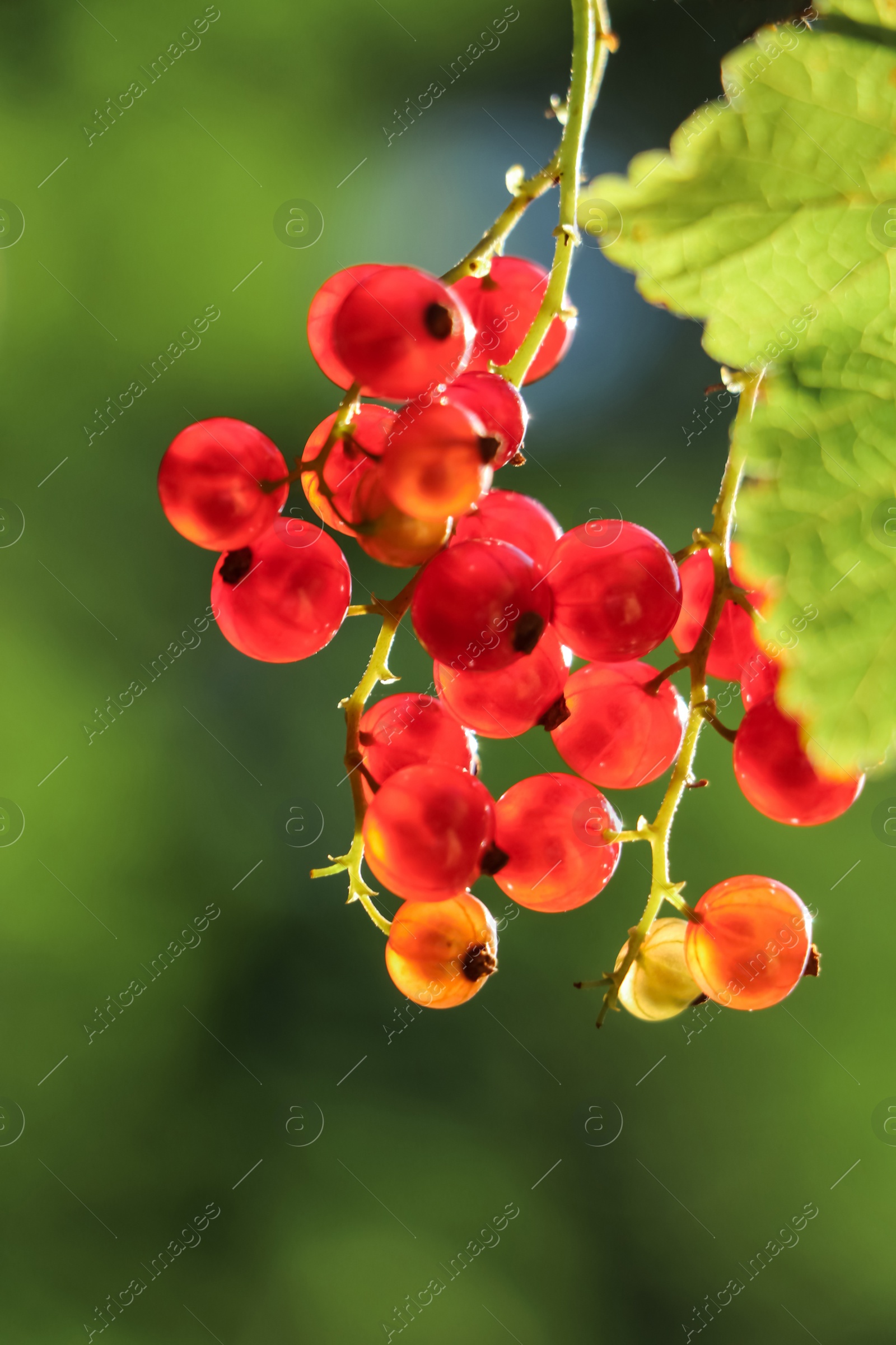 Photo of Closeup view of red currant bush with ripening berries outdoors on sunny day