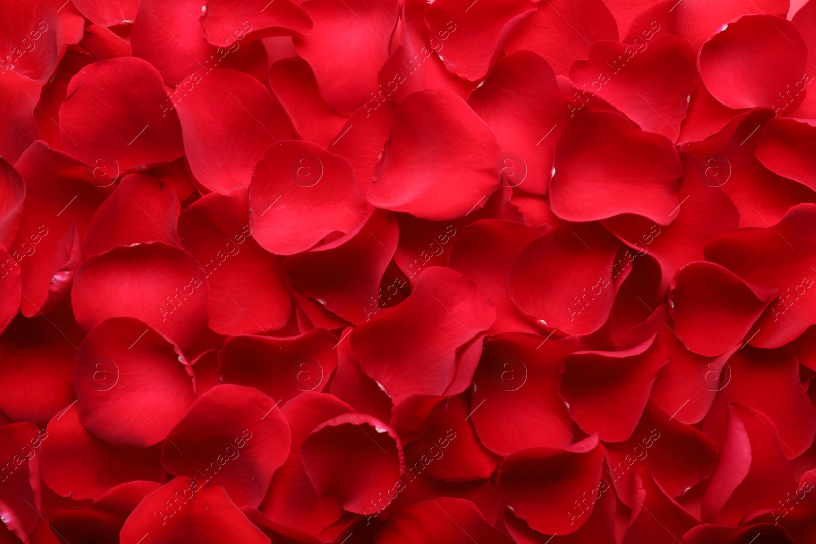 Photo of Beautiful red rose flower petals as background, top view