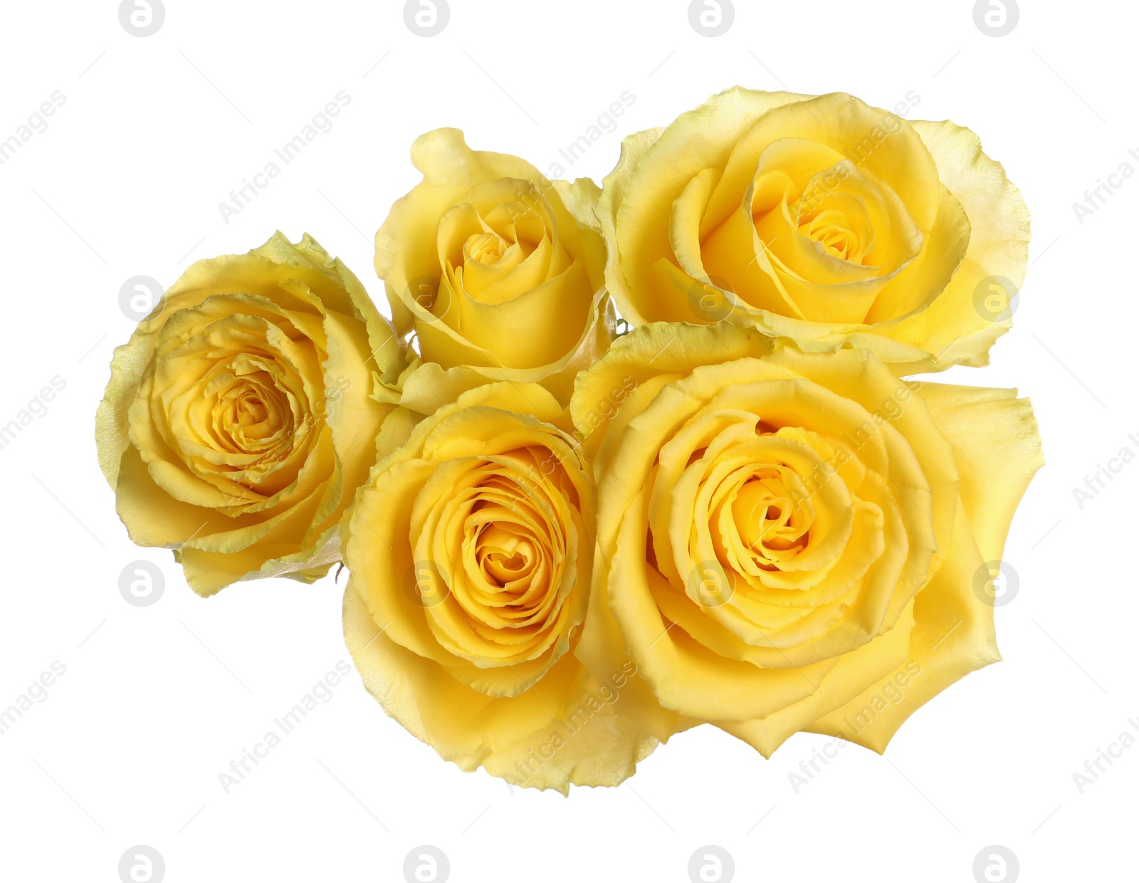 Photo of Beautiful fresh yellow roses isolated on white