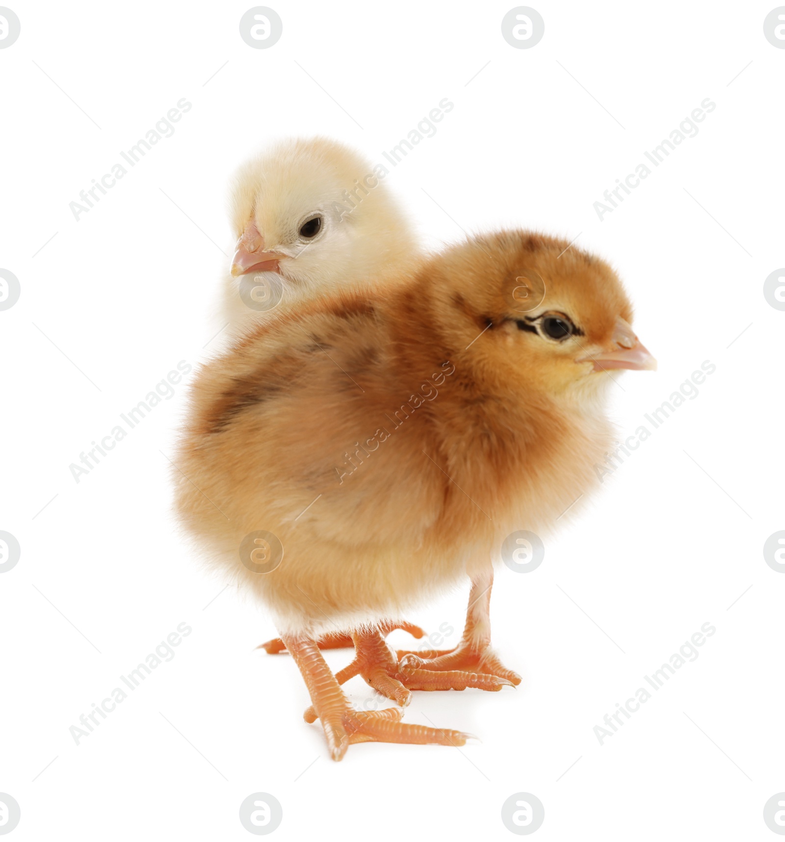 Photo of Two cute fluffy baby chickens on white background