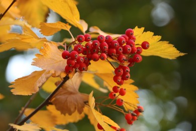 Rowan tree branch with red berries outdoors, closeup