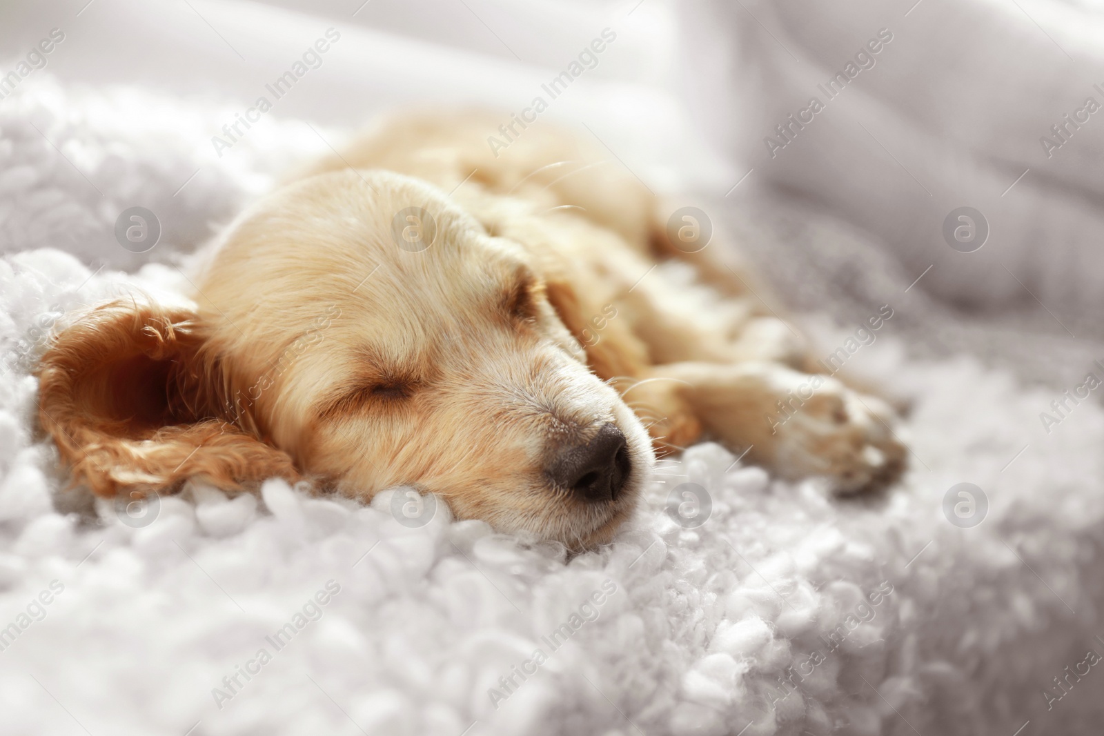 Photo of Cute English Cocker Spaniel puppy sleeping on plaid indoors, closeup