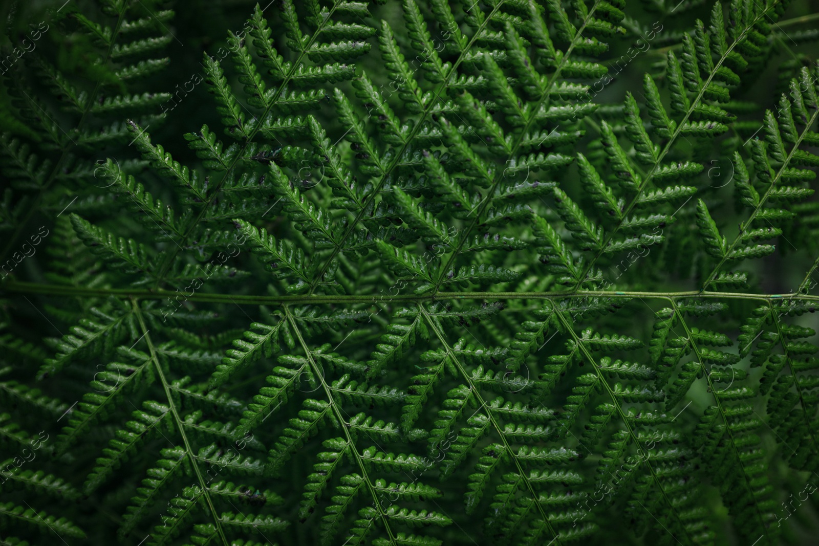 Photo of Green fern leaf as background, top view