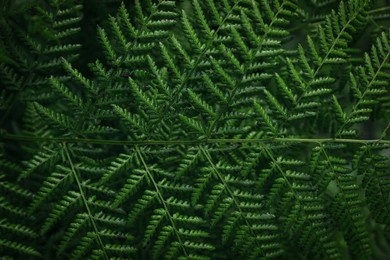 Photo of Green fern leaf as background, top view