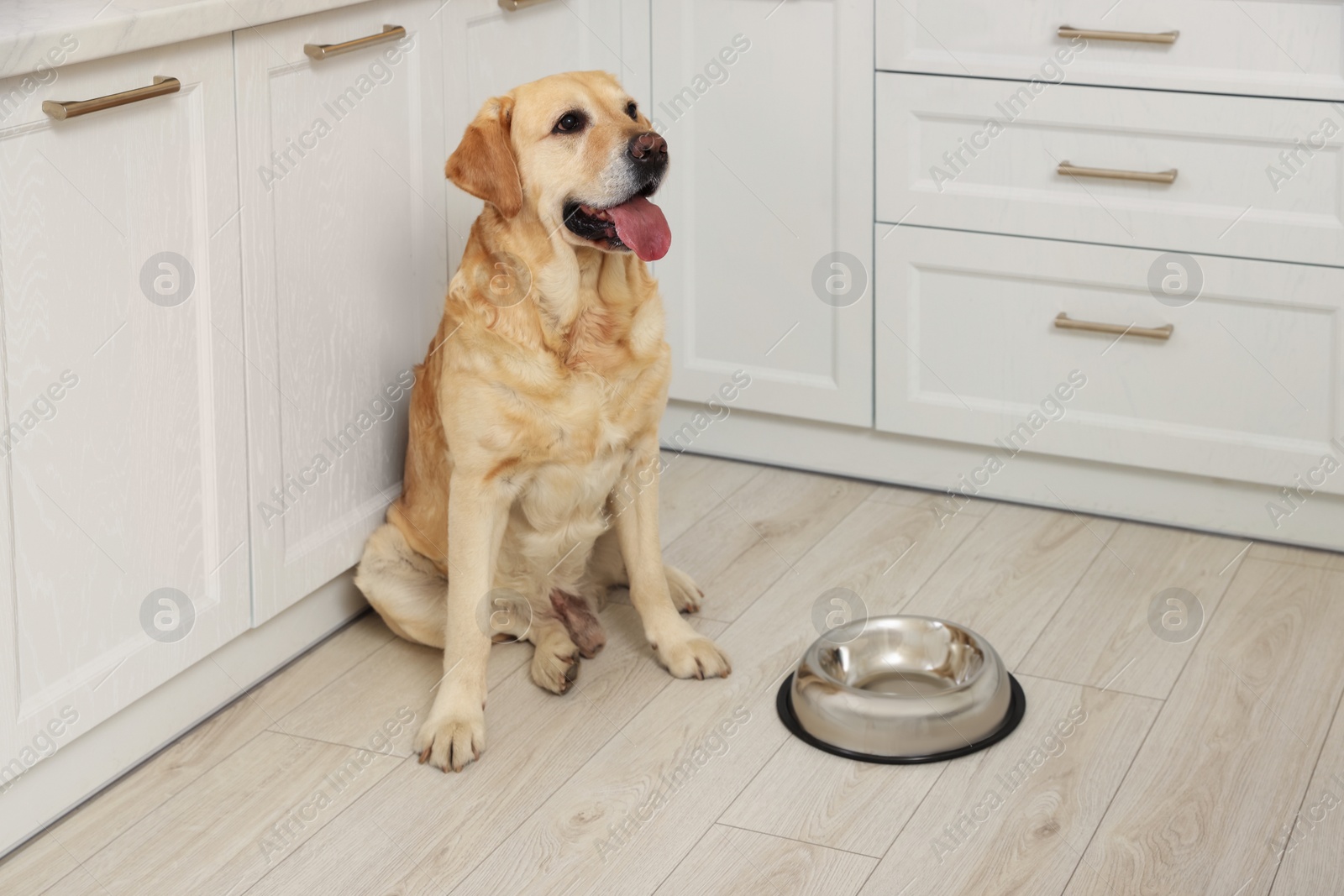 Photo of Cute Labrador Retriever waiting near feeding bowl on floor indoors