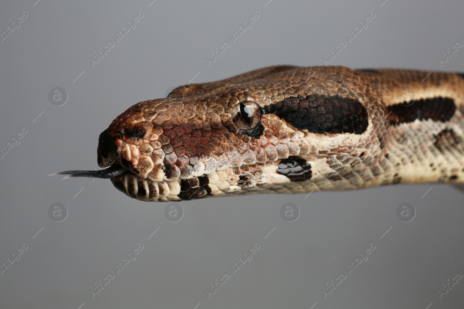 Photo of Brown boa constrictor on grey background, closeup