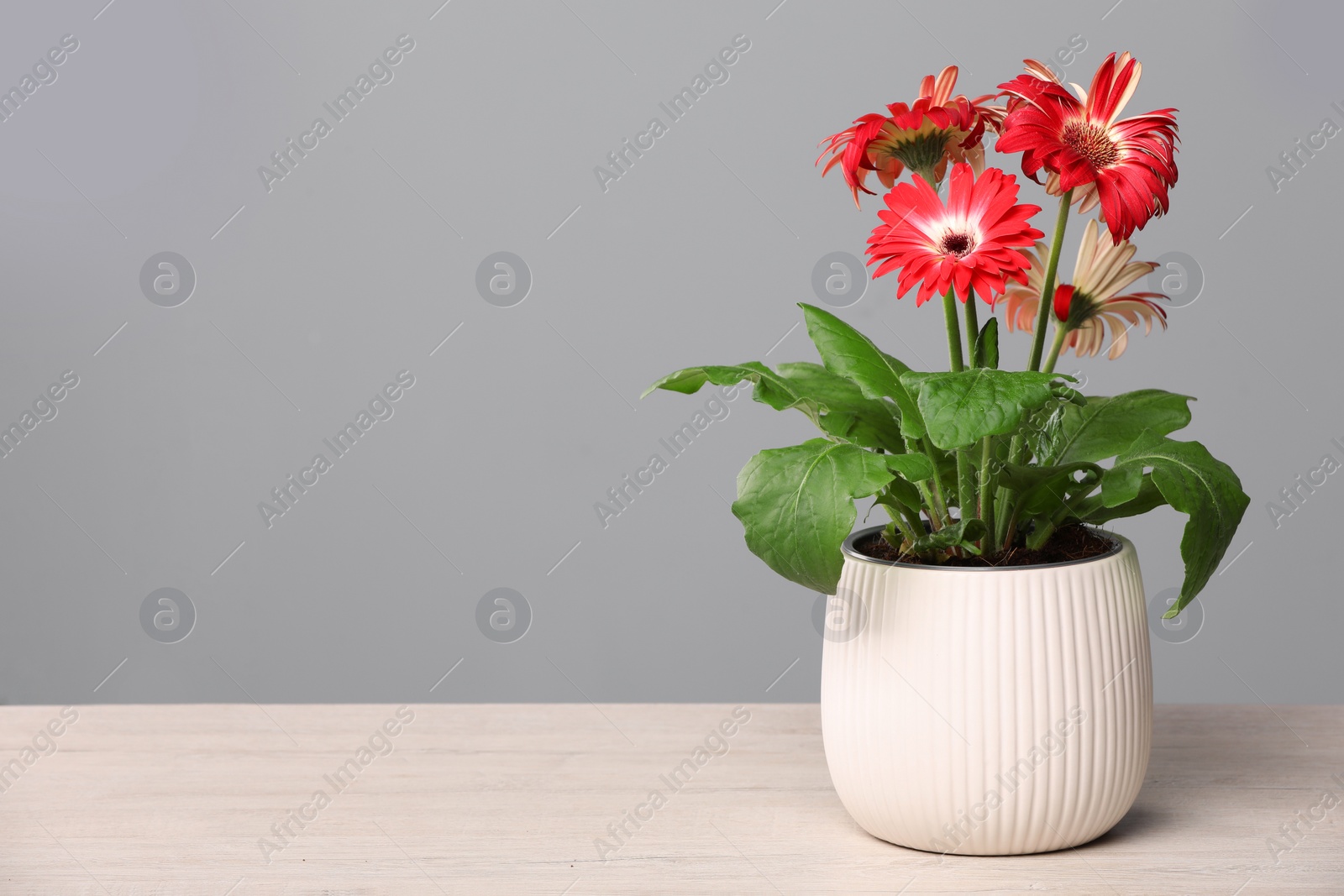 Photo of Beautiful gerbera flower in pot on light wooden table near grey wall, space for text