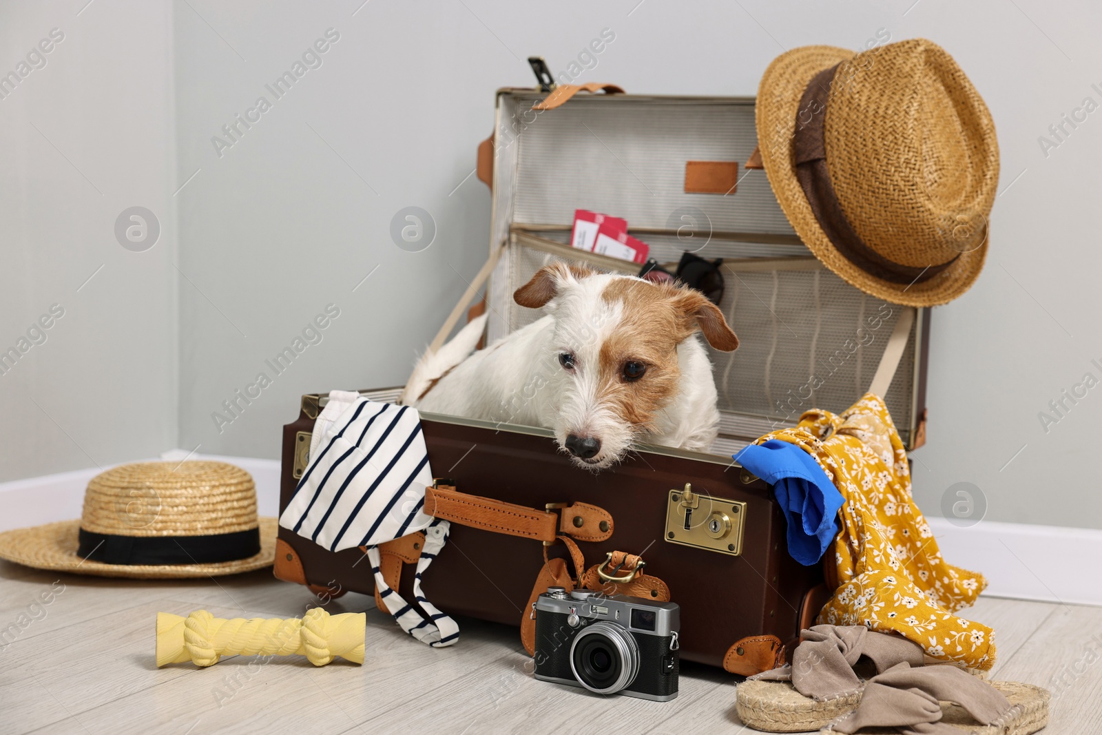 Photo of Travel with pet. Dog, clothes and suitcase indoors