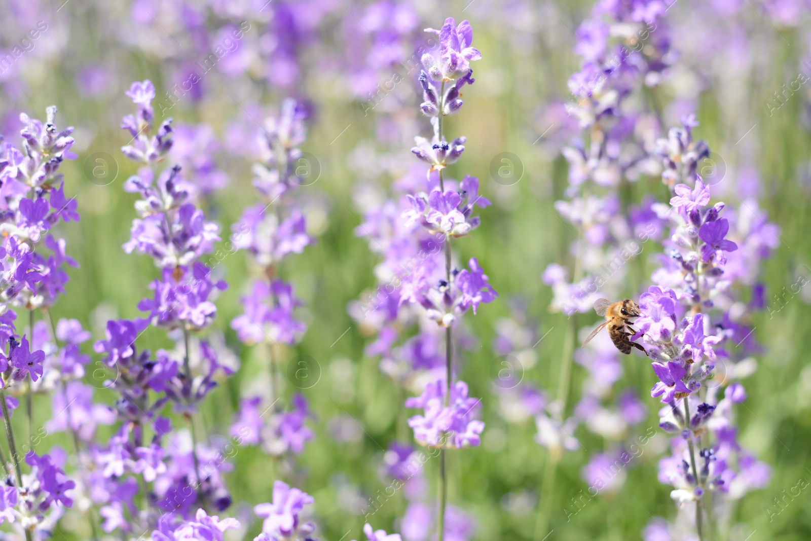 Photo of Beautiful lavender flowers growing in field, closeup