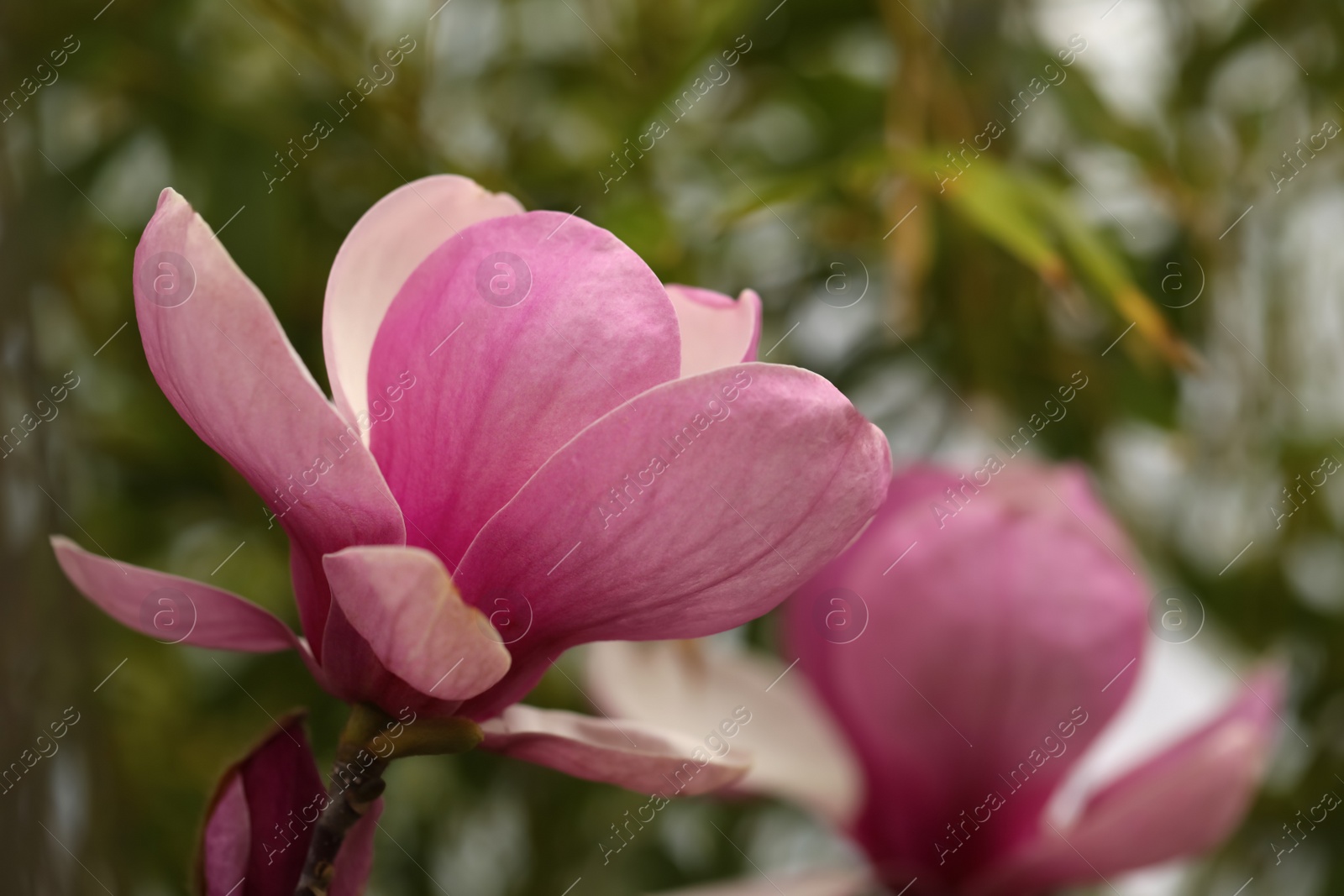 Photo of Closeup view of beautiful blooming magnolia tree outdoors. Space for text