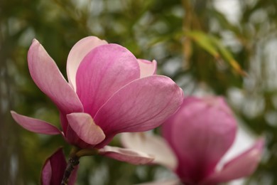 Closeup view of beautiful blooming magnolia tree outdoors. Space for text