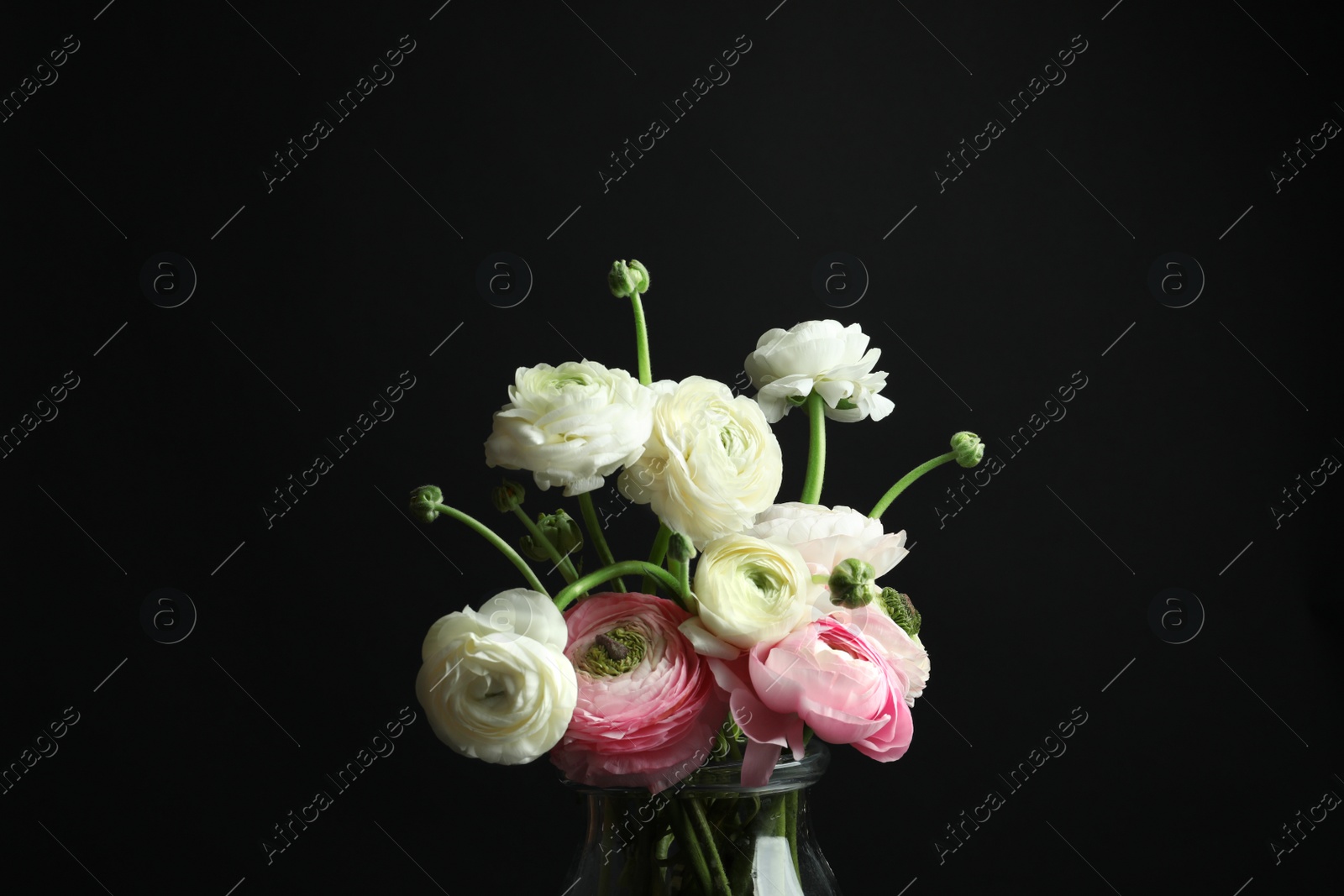 Photo of Glass vase with beautiful ranunculus flowers on black background