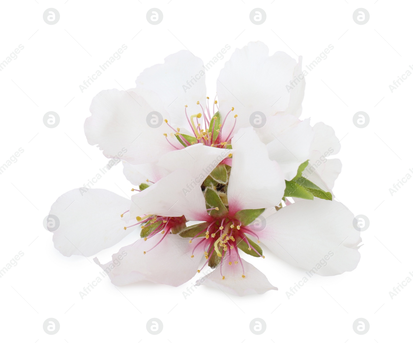 Photo of Beautiful spring tree blossoms isolated on white