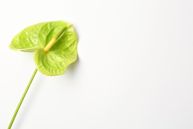 Photo of Beautiful green anthurium flower on white background. Tropical plant