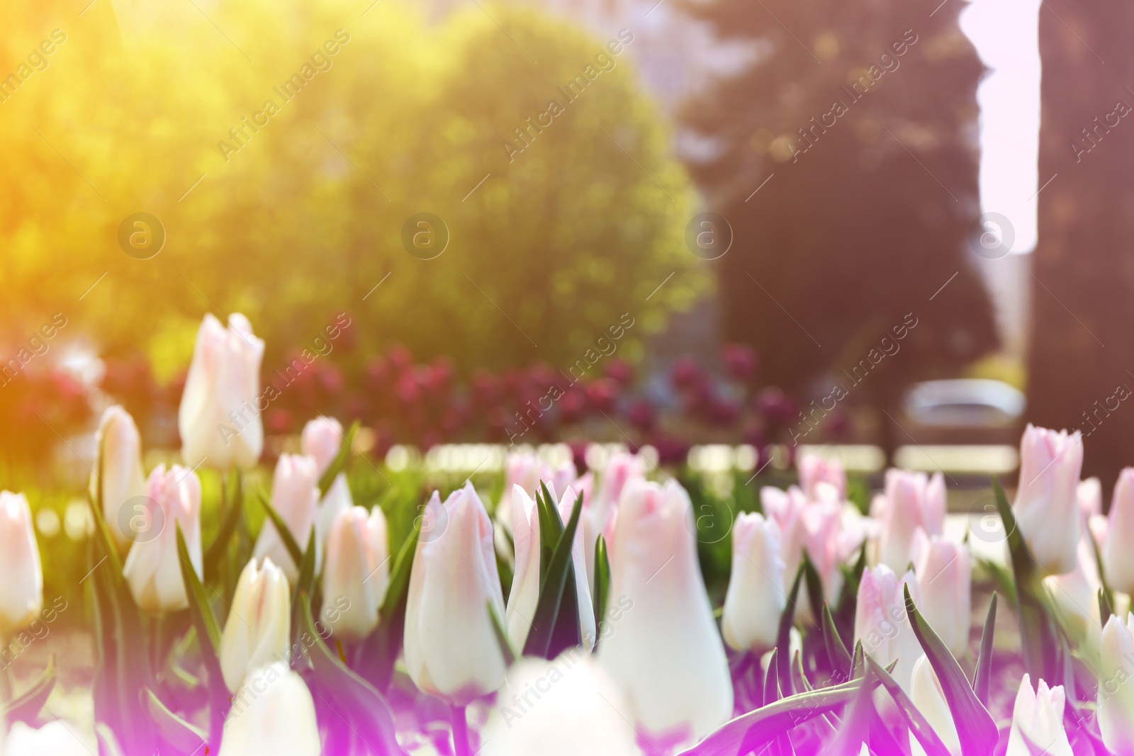 Image of Beautiful blooming tulips outdoors on sunny day