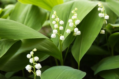 Beautiful fragrant lily of the valley as background