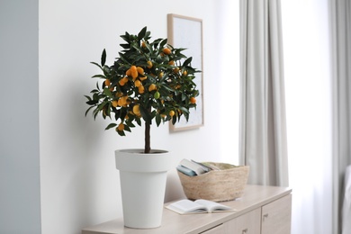 Photo of Potted kumquat tree with ripening fruits indoors. Interior design