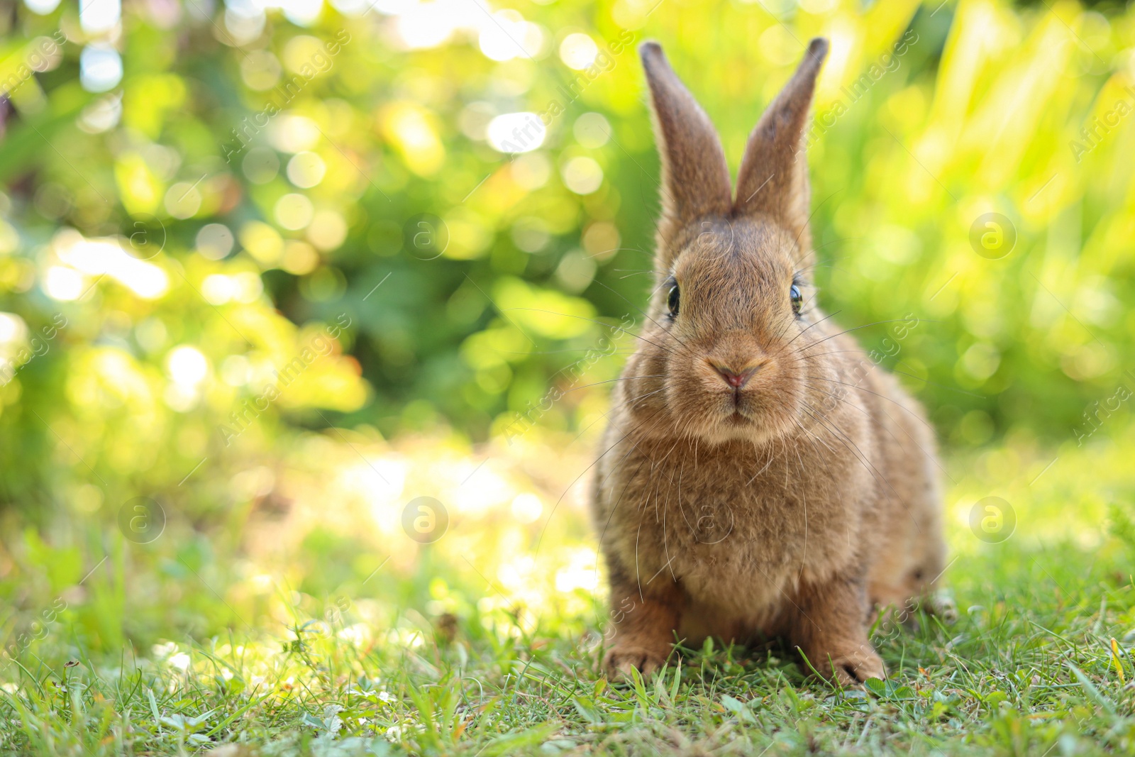 Photo of Cute fluffy rabbit on green grass outdoors. Space for text