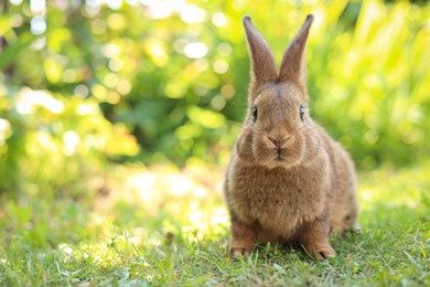 Cute fluffy rabbit on green grass outdoors. Space for text