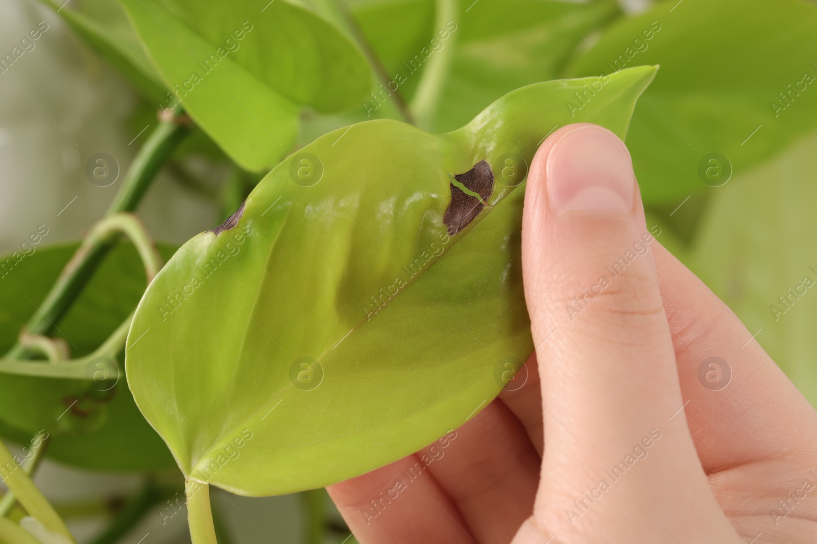 Photo of Woman touching houseplant with damaged leaf, closeup